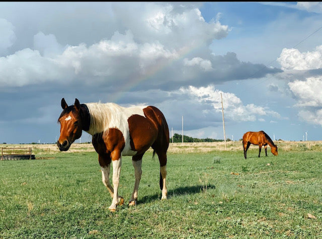 Wild Horse Silver Co. GIFT CARD